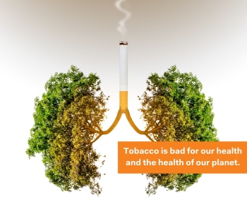 Tác hại của thuốc lá đến môi trường